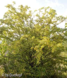 StC Crataegus Habitus