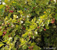 StC Crataegus Früchte