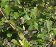 StC Viburnum Laub