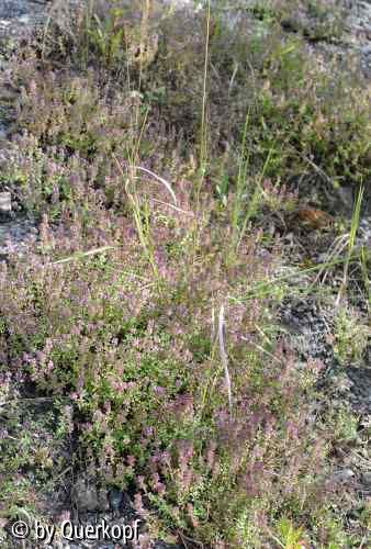 StC Thymus Matte