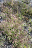 StC Thymus Matte