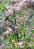 StC Eupatorium