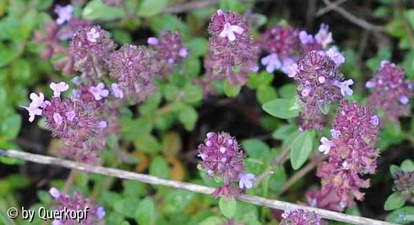 StC Thymus Blüte