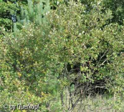 StC Viburnum Habitus