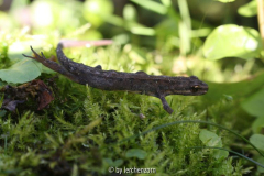 Teichmolch
