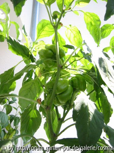 paprika
