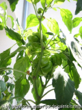 paprika