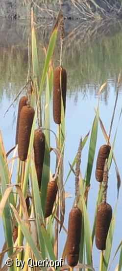 StC Typha Detail