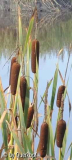 StC Typha Detail