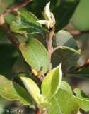 StC Nicht-Viburnum Laub Detail