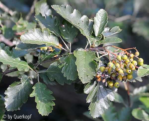 StC Crataegus dunkel Laub, Früchte