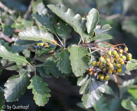 StC Crataegus dunkel Laub, Früchte