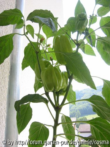 Paprika