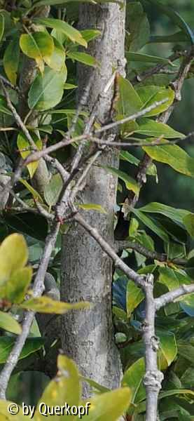 StC Prunus? Stamm