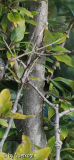 StC Prunus? Stamm