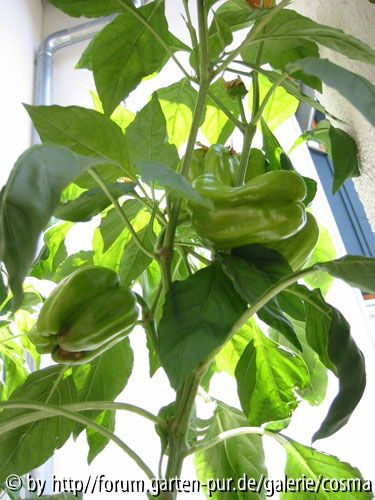Paprika