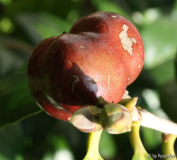 Kamelienfrucht