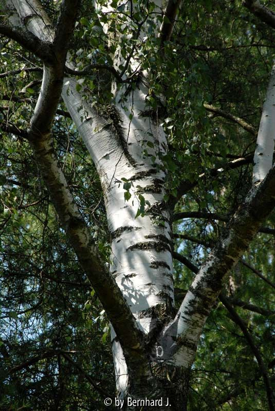 Betula pendula - Stamm