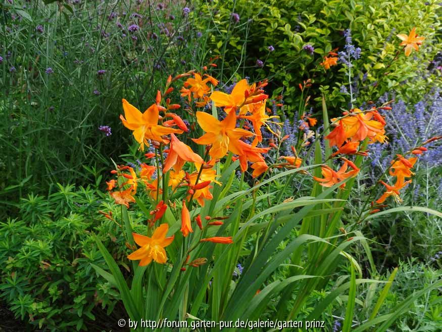 Crocosmia Star of the East 2014 August