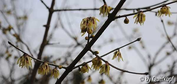 Chimonanthus praecox Blüte