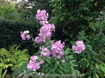 Phlox Habitus