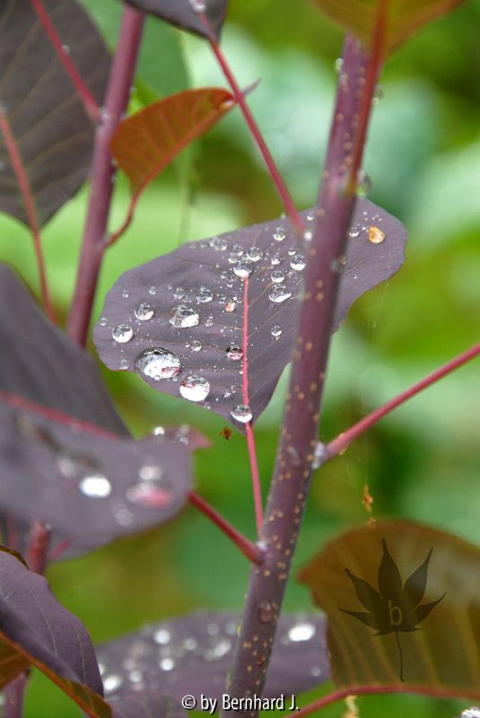 Cotinus - Tropfen