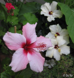 Blüten August 2014