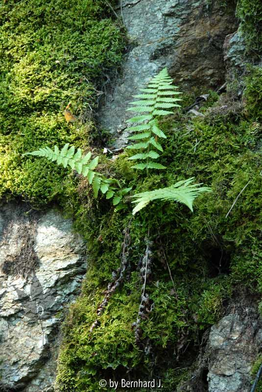 Farn auf senkrechter Felswand