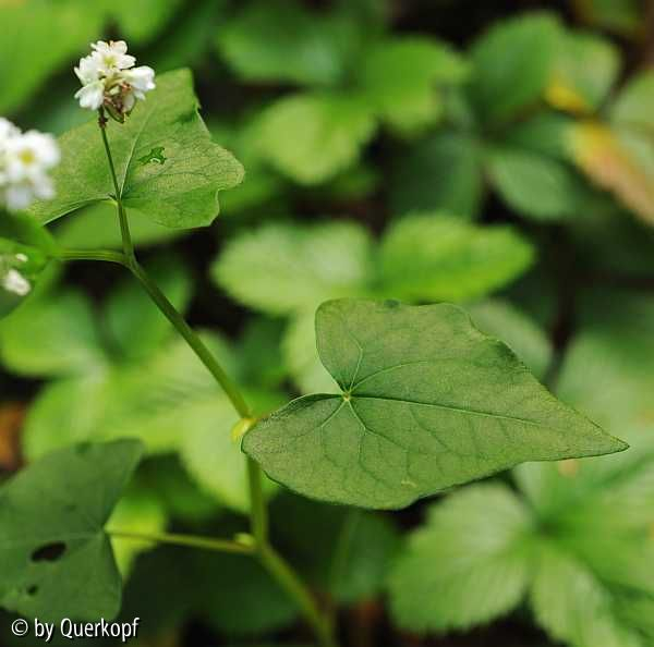 Vogelfutterkraut Blatt