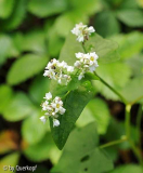 Vogelfutterkraut Blüte