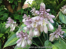 Blüte Hosta 'Touch of Class'
