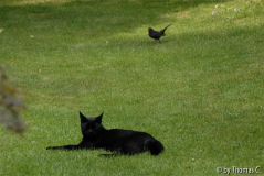 Peter und die Amsel 1