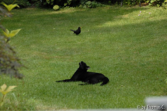 Peter und die Amsel 2