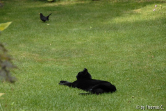 Peter und die Amsel 3