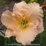 UBO Apricot