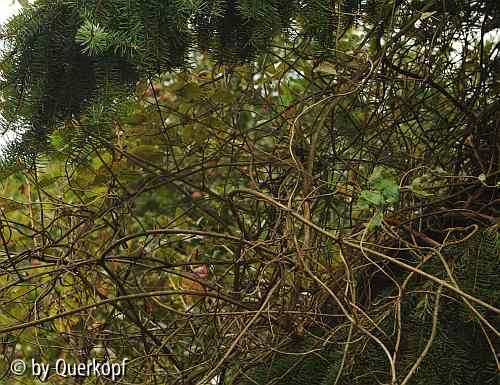 Lonicera an Fichte, Totholz