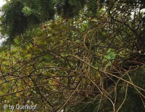 Lonicera an Fichte, Totholz