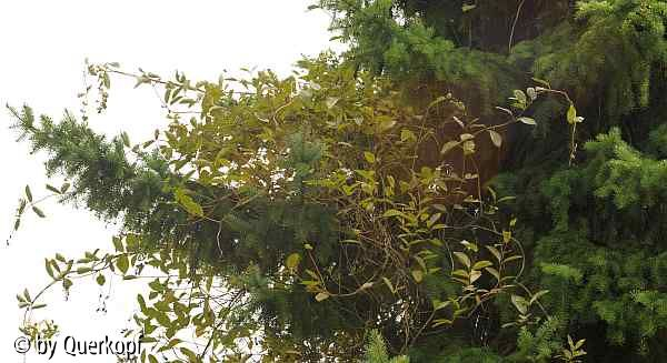 Lonicera an Fichte