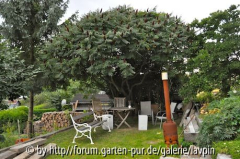 Essigbaum 1