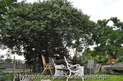 Essigbaum 2