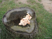 Pilz im Altholz