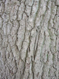 Eichenrinde