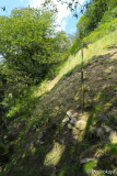 6 hang oben rostrata aug14