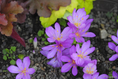 colchium autumnale 8/14