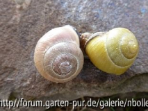 Schnecken