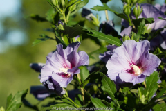 Hibiscus 'Oiseau Bleu'