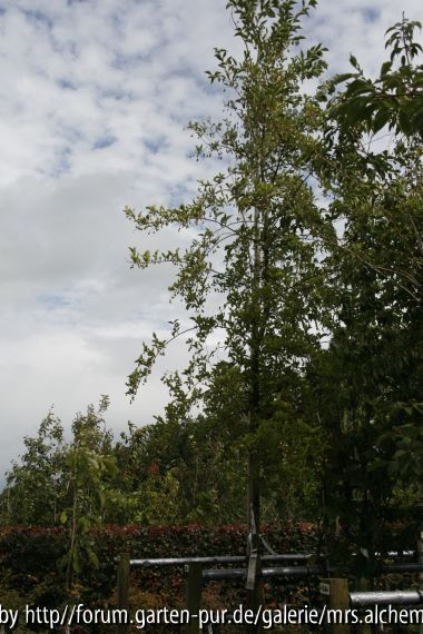Styrax Hochstamm