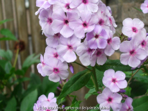 Phlox arendsii 'Jessica'