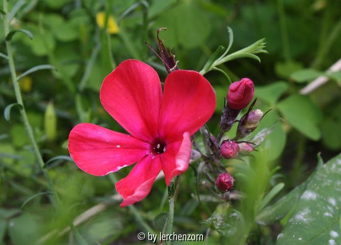 Phlox STARFIRE