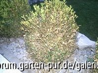 Buxbaum in Gefahr